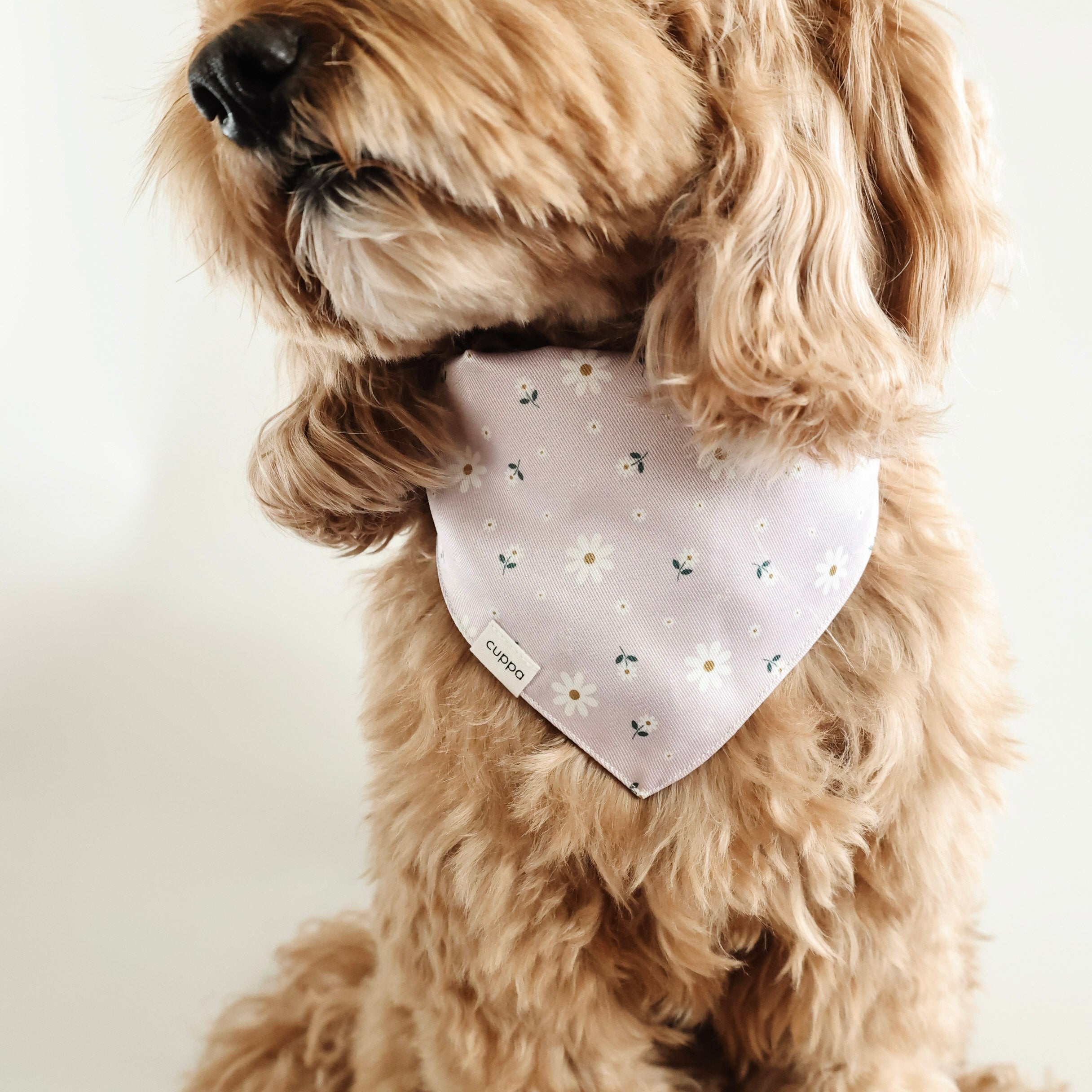 Cuppa Daisy and Bee Bandana - lifestyle photo 2