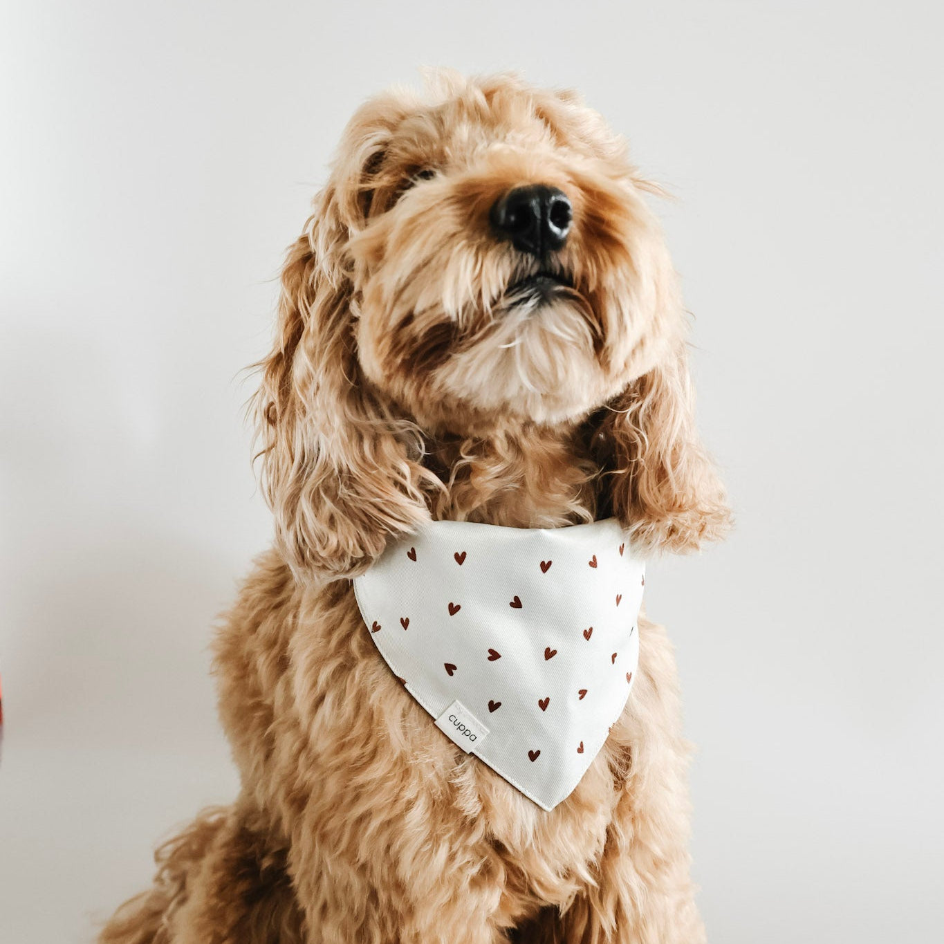 Cuppa Be Cute Bandana 2